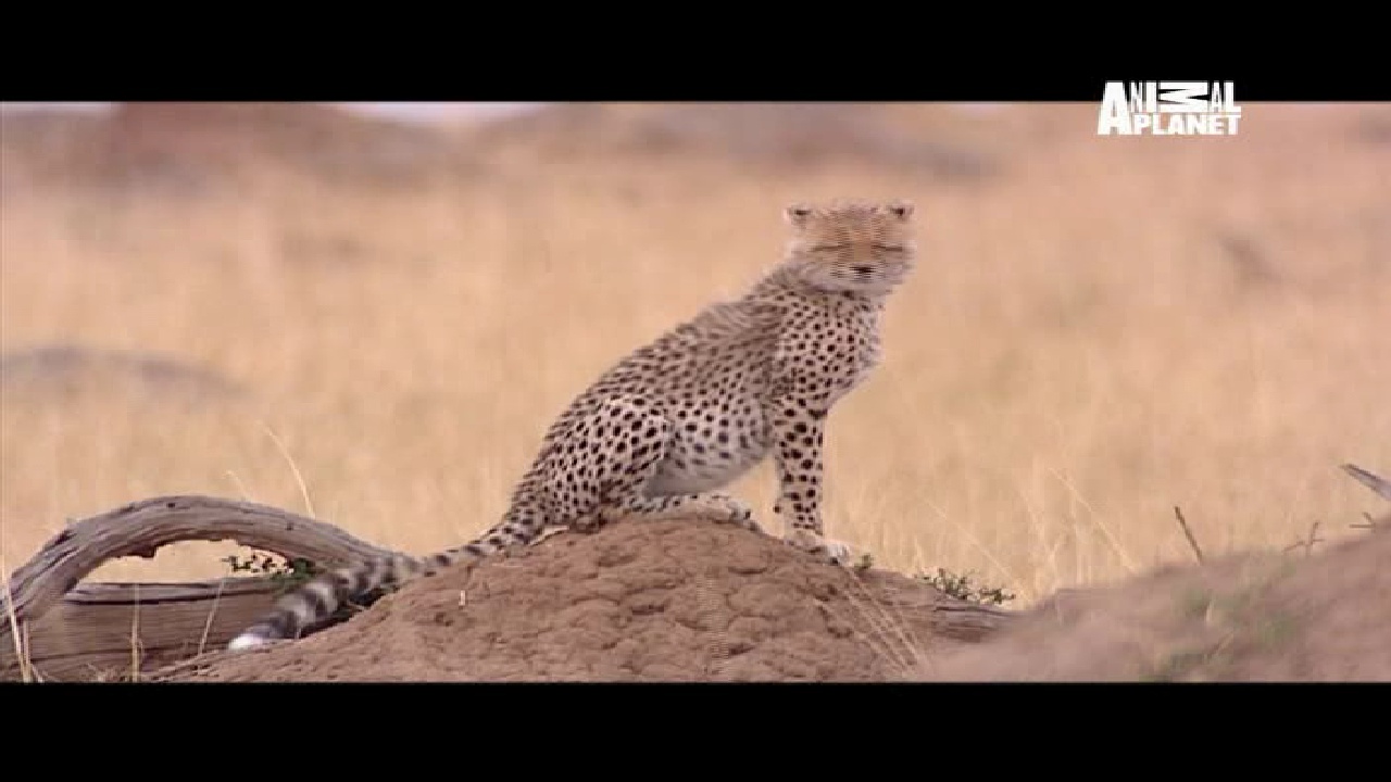 Animal Planet, 95E, 12647 H