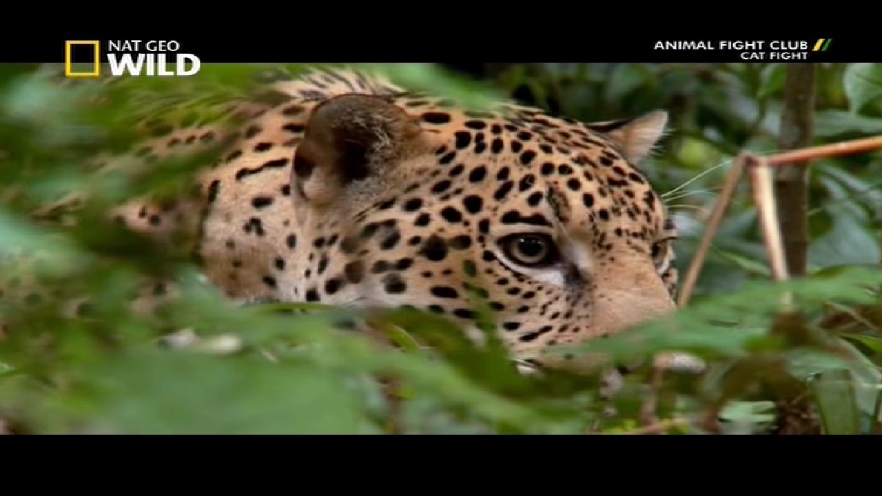 NGC WILD, 95E, 12647V