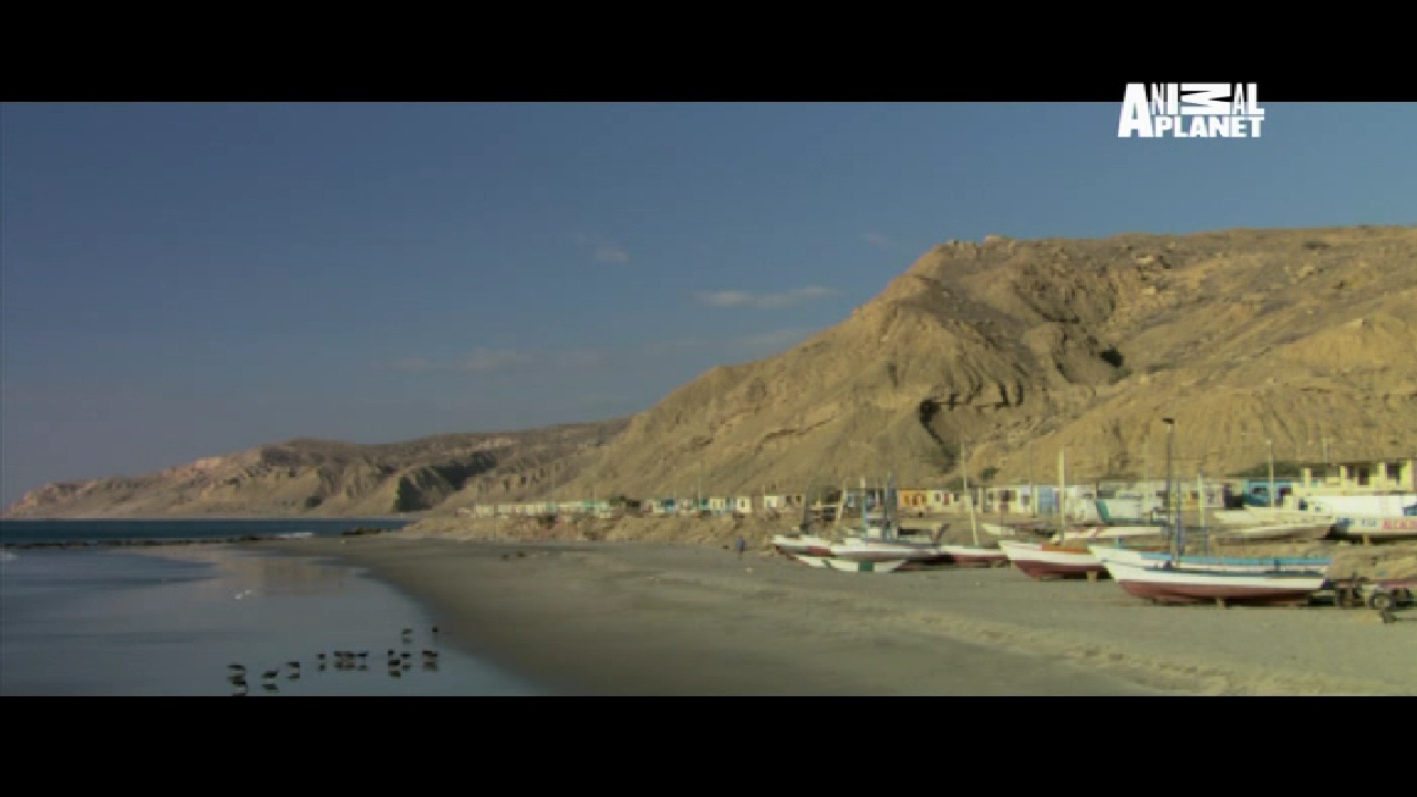 Animal Planet, 95E, 12647H