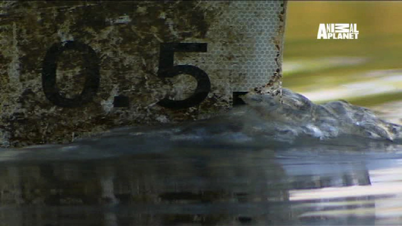 Animal Planet, 95E, 12647H