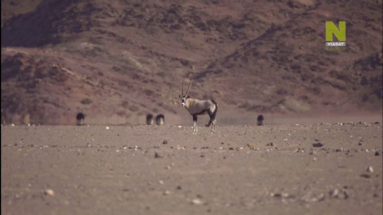 Viasat Nature Eutelsat 9E 12073 V 27500