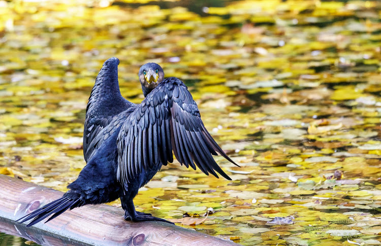 cormorant giving my the eye.jpg