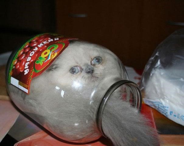 cat.jpg