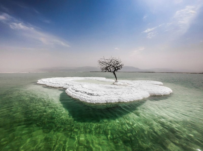 Dead-Tree-in-Sea-of-Life-1.jpg