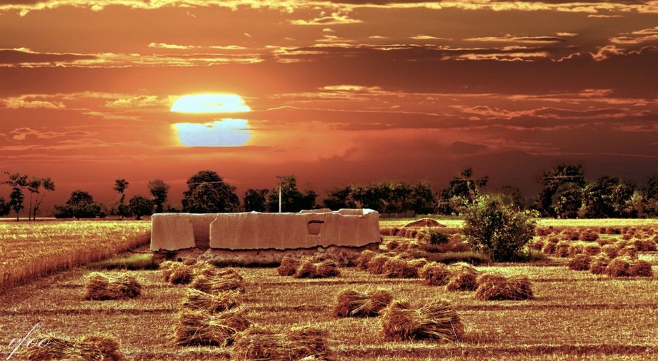 Stacks-of-harvested-wheat-crop-lying-in-the-fields-Photos-of-Pakistani-villages. [downloaded with 1stBrowser].jpg