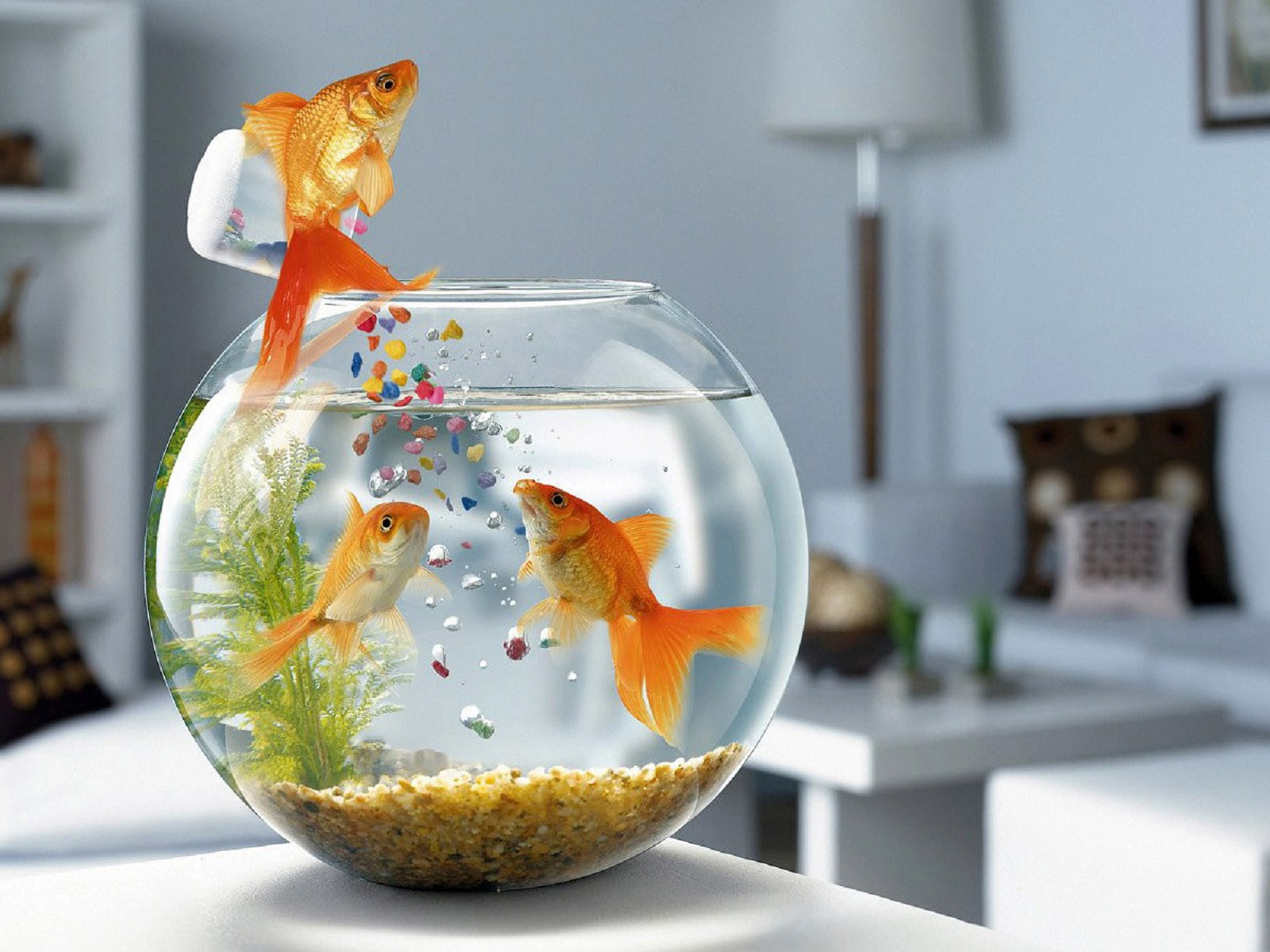 beautiful-fishes-funny-hd-wallpaper.jpg