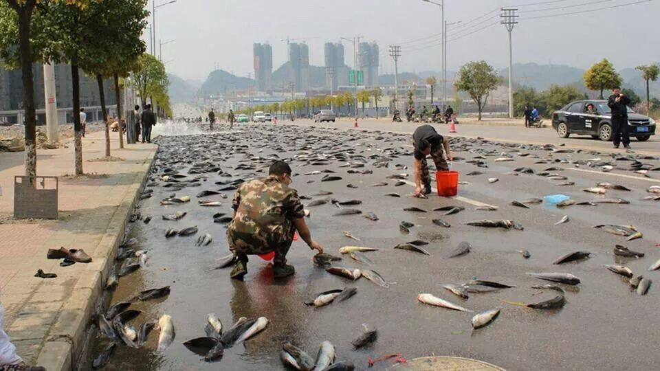 bkk-fish2. [downloaded with 1stBrowser].jpg