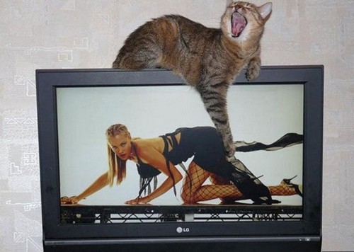 funny_picture_7.jpg