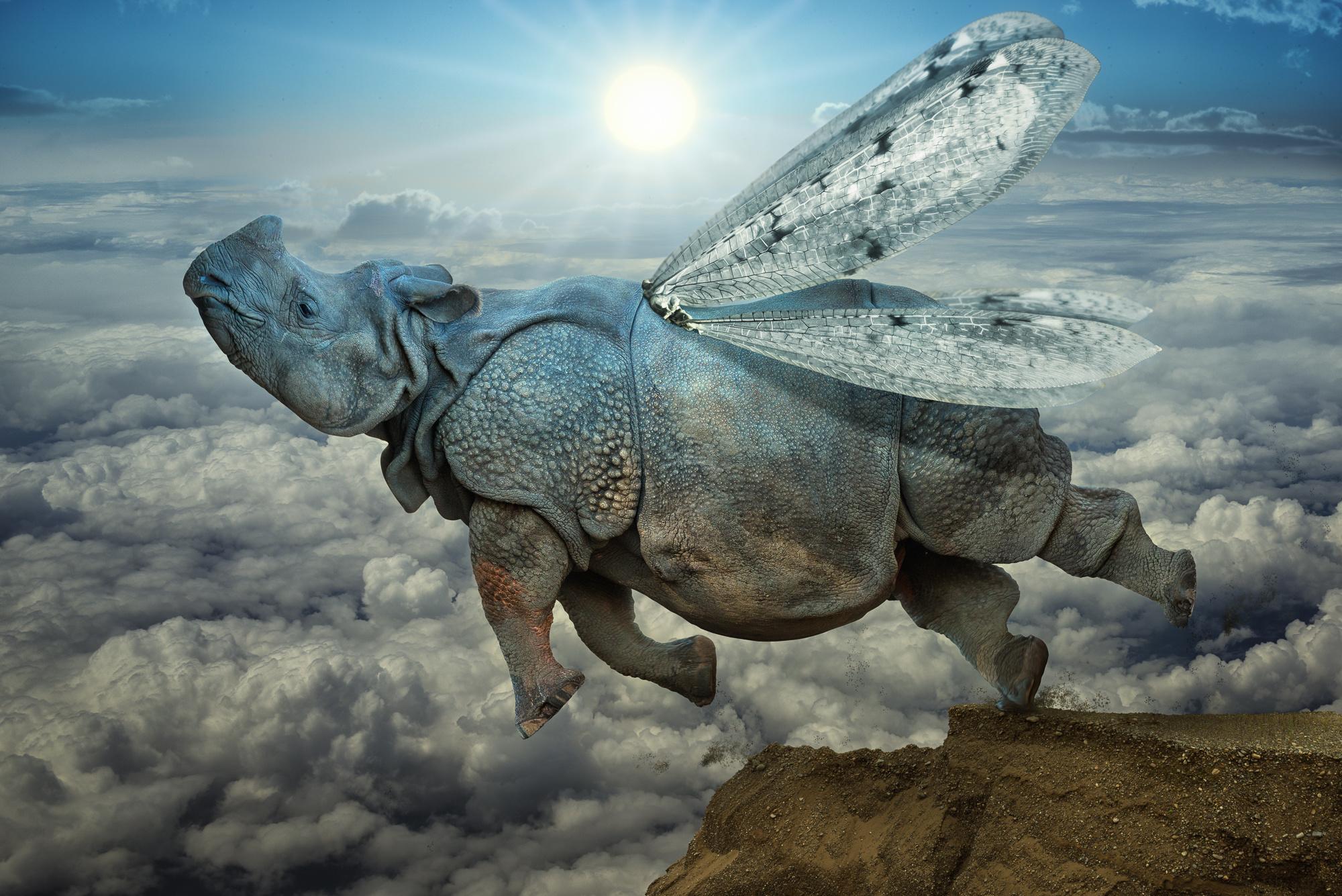 Flying-Rhino-with-wings-Vuelo-HD-Wallpaper.jpg