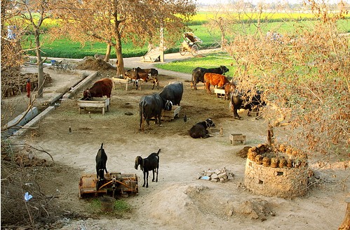 Cattle-Live-Stock-in-a-typical-village-in-Punjab-Photos-of-Villages-in-Pakistan (1).jpg