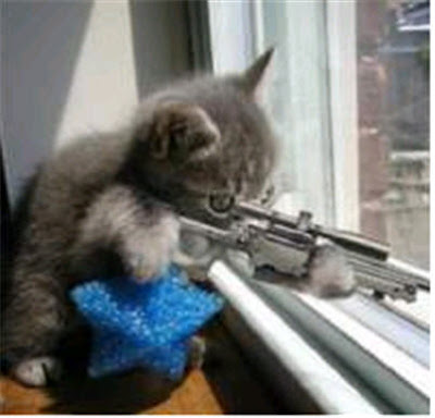 Amazing funny cats with guns-1.jpg