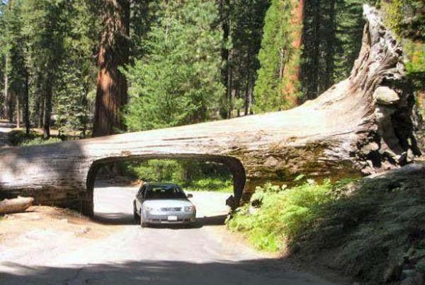 Amazing-Funny-Tree.jpg