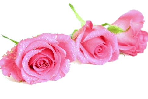 rose.gif