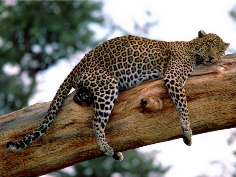 250358,xcitefun-amazing-wild-life-in-pictures-15.jpg