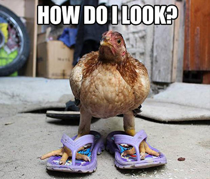 funny-animal-photos-captions-11.jpg