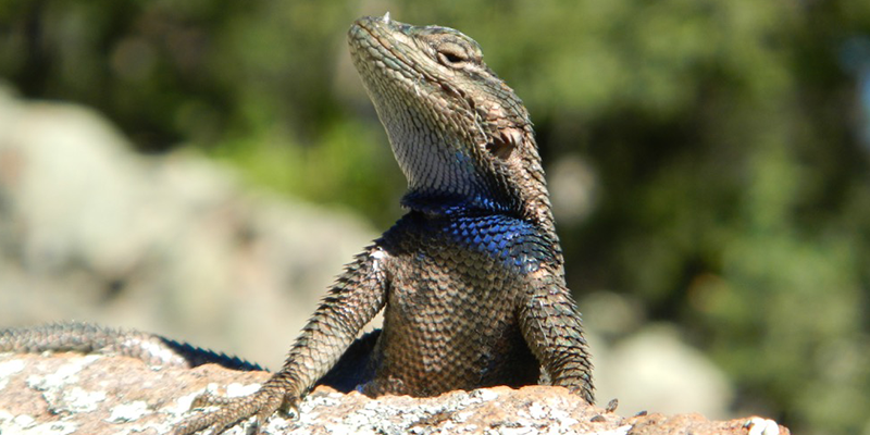 mountain-spiny-lizard.png