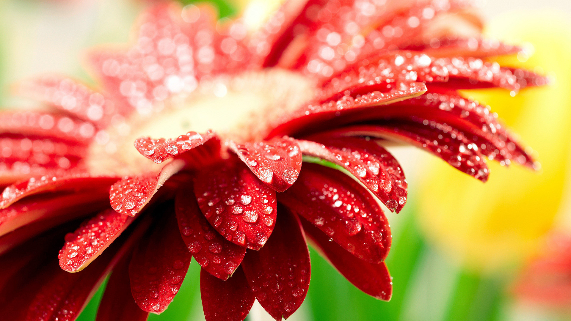 Spring-Wallpaper-Full-HD-e6A5n.jpg